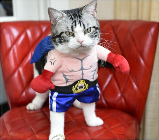 Pet Cat Boxer Standing Costume Cosplay Clothes